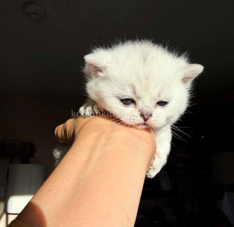 Diamond Silver Shaded Boy Munchkin Short Leg photo 40