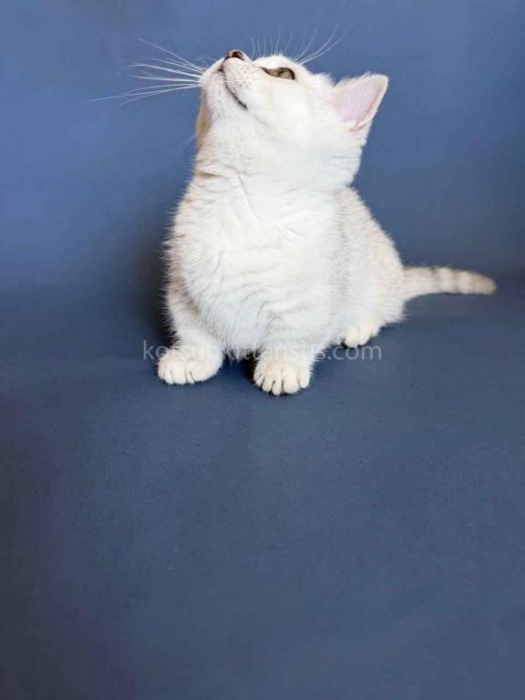 Diamond Silver Shaded Boy Munchkin Short Leg photo 9