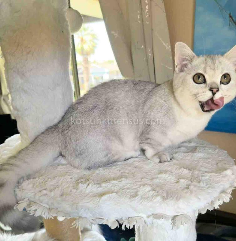 Diamond Silver Shaded Boy Munchkin Short Leg photo 2