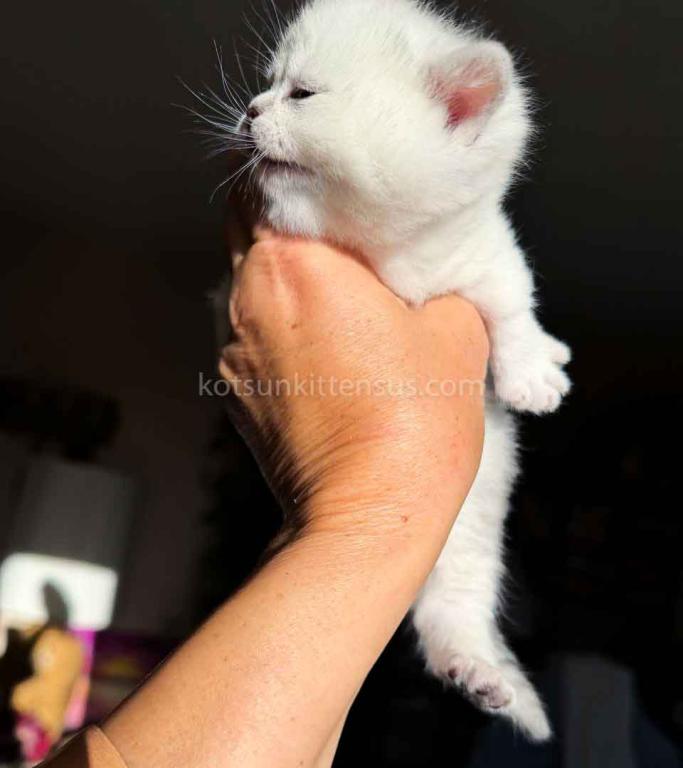 Diamond Silver Shaded Boy Munchkin Short Leg photo 23