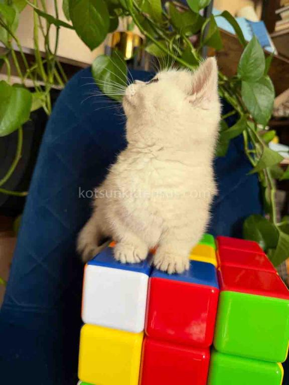 Diamond Silver Shaded Boy Munchkin Short Leg photo 17