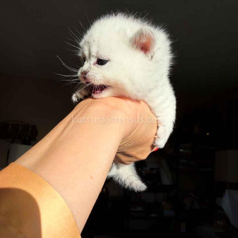 Diamond Silver Shaded Boy Munchkin Short Leg photo 25