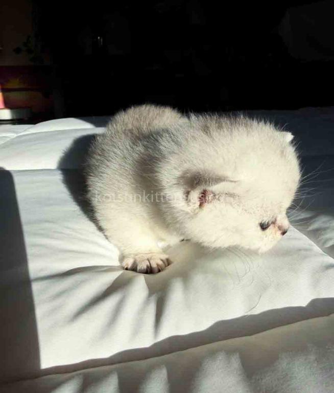 Diamond Silver Shaded Boy Munchkin Short Leg photo 36