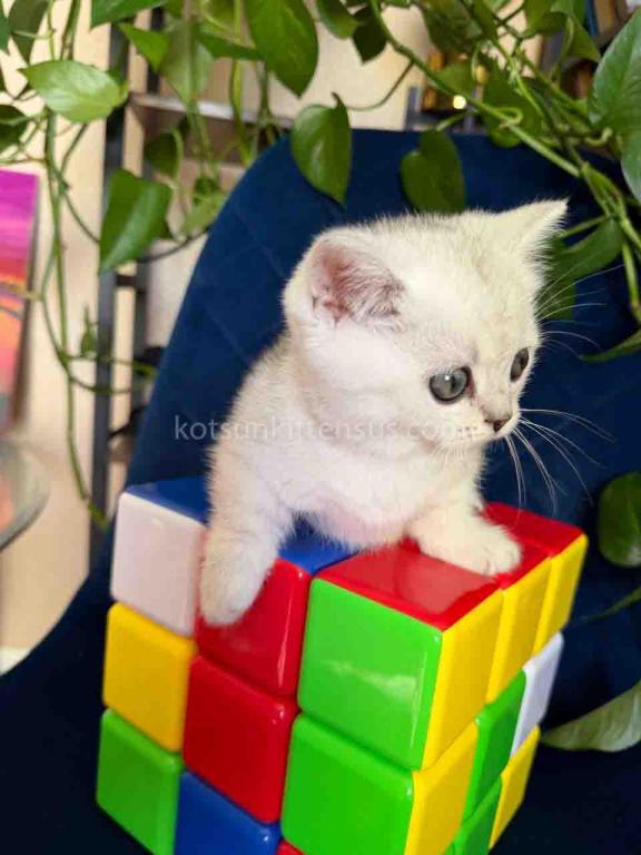Diamond Silver Shaded Boy Munchkin Short Leg photo 18