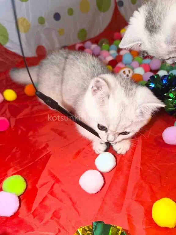 Diamond Silver Shaded Boy Munchkin Short Leg photo 21