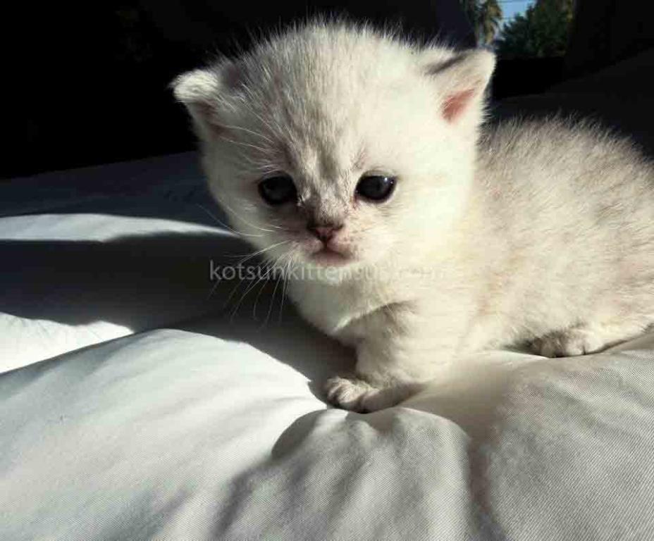 Diamond Silver Shaded Boy Munchkin Short Leg photo 32