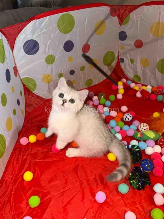 Diamond Silver Shaded Boy Munchkin Short Leg photo 20