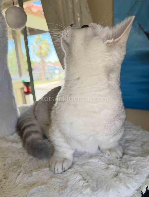 Diamond Silver Shaded Boy Munchkin Short Leg photo 4