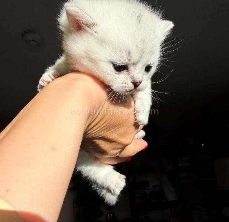 Diamond Silver Shaded Boy Munchkin Short Leg photo 41