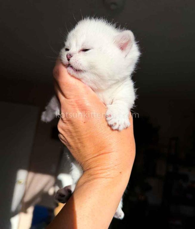 Diamond Silver Shaded Boy Munchkin Short Leg photo 34