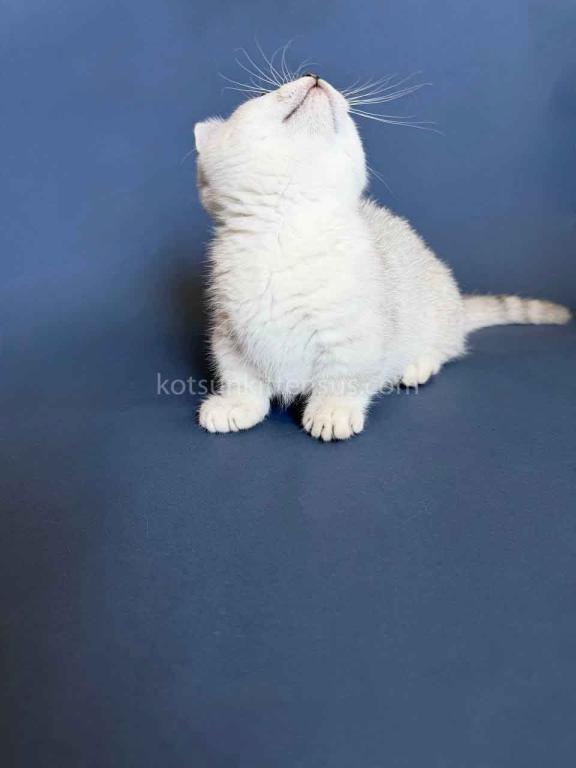 Diamond Silver Shaded Boy Munchkin Short Leg photo 8