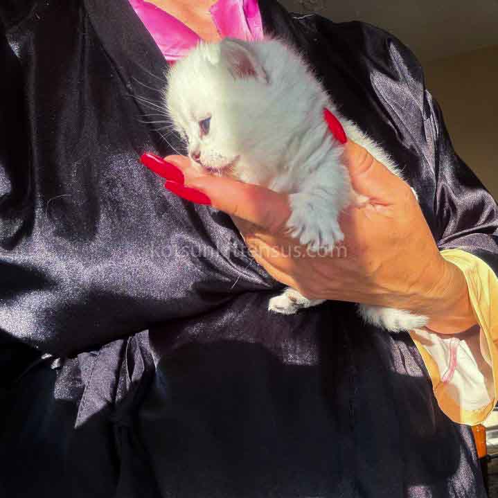 Diamond Silver Shaded Boy Munchkin Short Leg photo 26