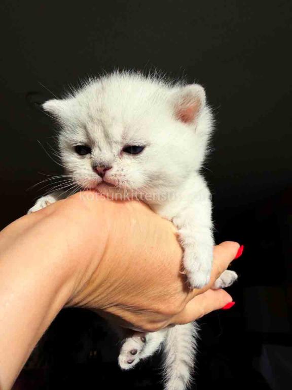 Diamond Silver Shaded Boy Munchkin Short Leg photo 37