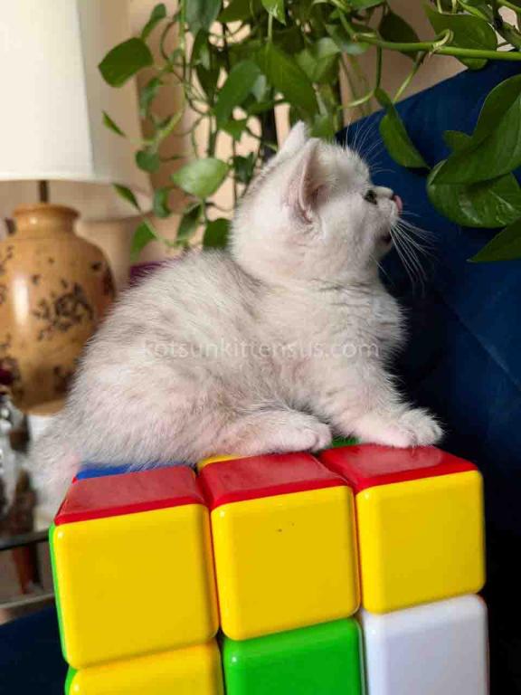 Diamond Silver Shaded Boy Munchkin Short Leg photo 16