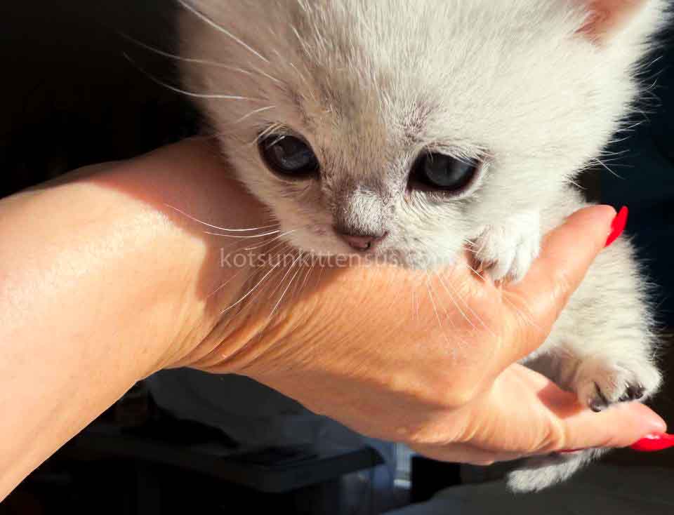 Diamond Silver Shaded Boy Munchkin Short Leg photo 27