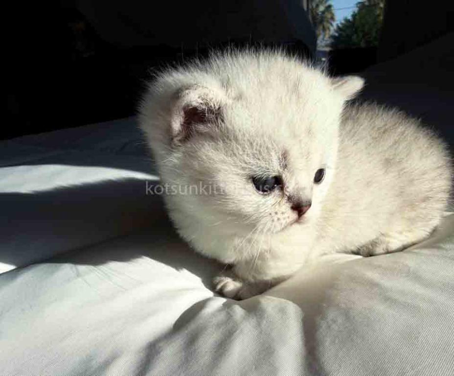 Diamond Silver Shaded Boy Munchkin Short Leg photo 31