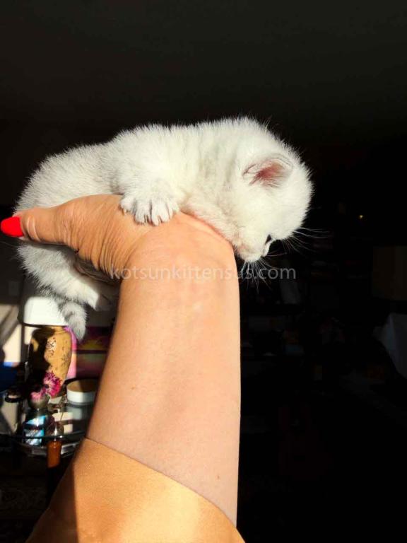 Diamond Silver Shaded Boy Munchkin Short Leg photo 38