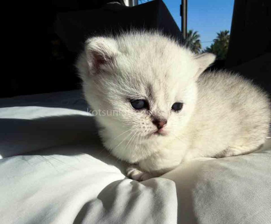 Diamond Silver Shaded Boy Munchkin Short Leg photo 30