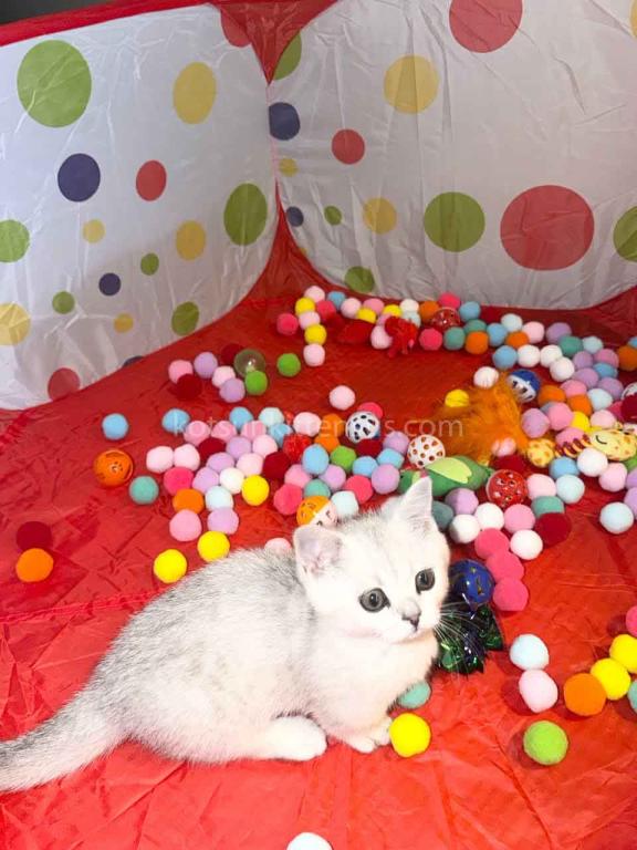 Diamond Silver Shaded Boy Munchkin Short Leg photo 12