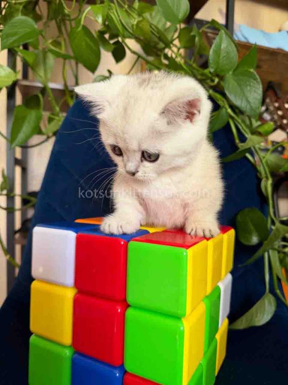 Diamond Silver Shaded Boy Munchkin Short Leg photo 11