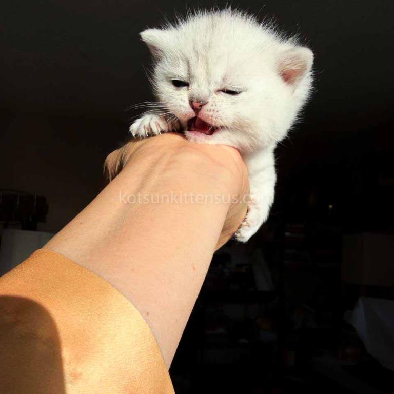 Diamond Silver Shaded Boy Munchkin Short Leg photo 24