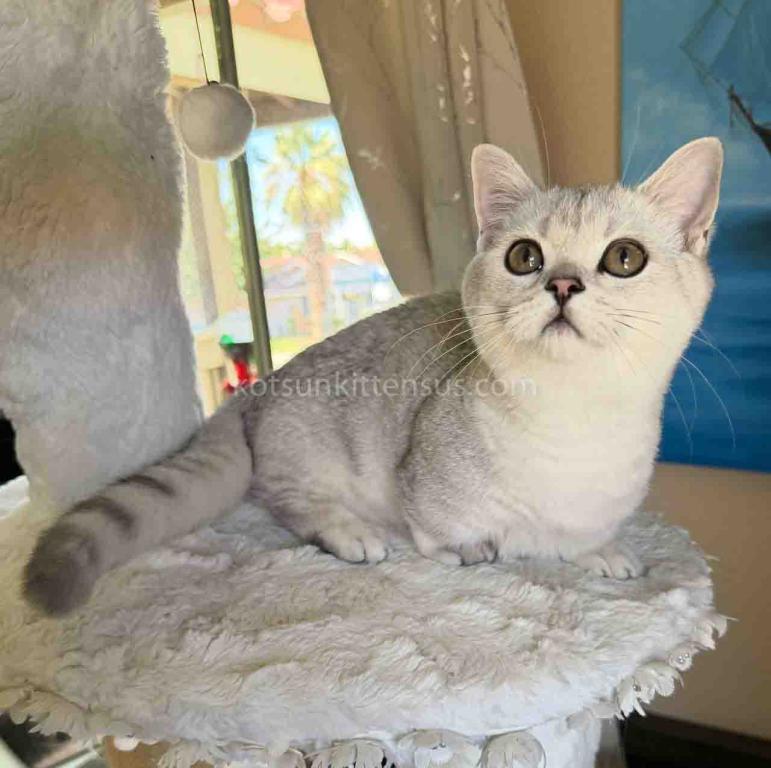 Diamond Silver Shaded Boy Munchkin Short Leg photo 1