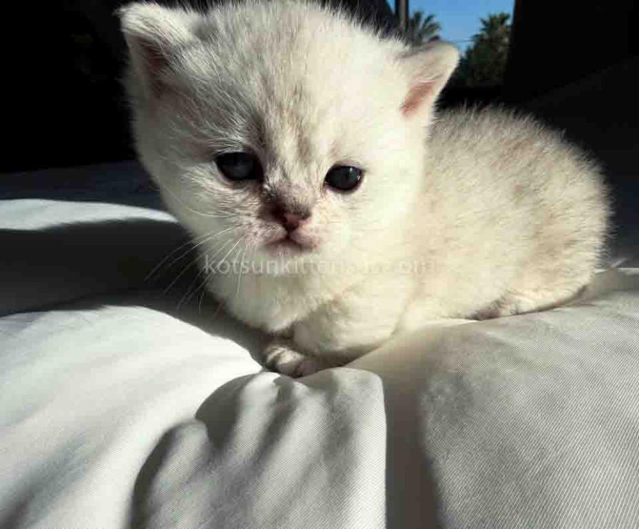 Diamond Silver Shaded Boy Munchkin Short Leg photo 29