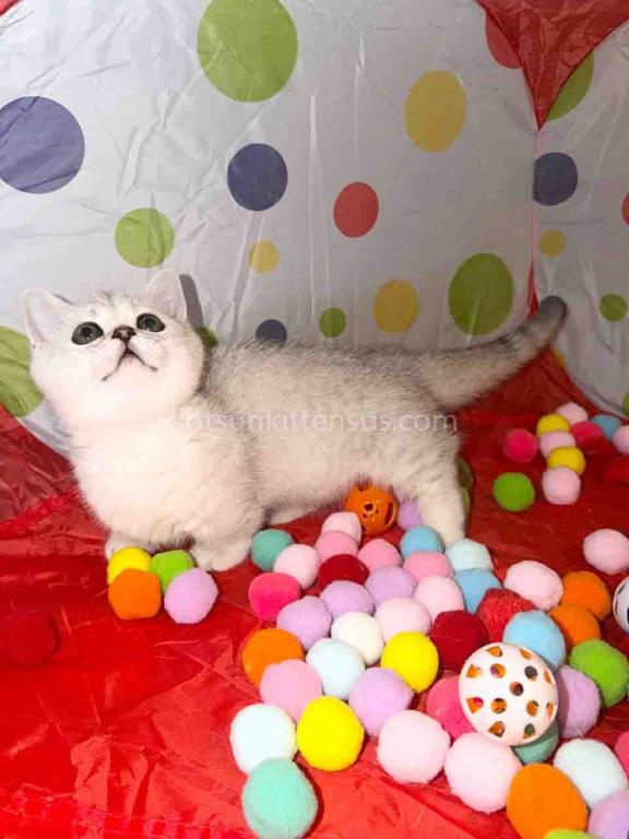 Diamond Silver Shaded Boy Munchkin Short Leg photo 13