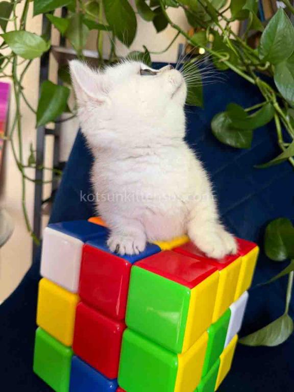 Diamond Silver Shaded Boy Munchkin Short Leg photo 19
