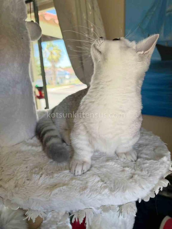 Diamond Silver Shaded Boy Munchkin Short Leg photo 5