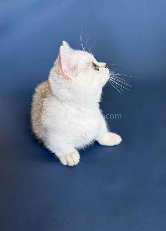 Diamond Silver Shaded Boy Munchkin Short Leg photo 6