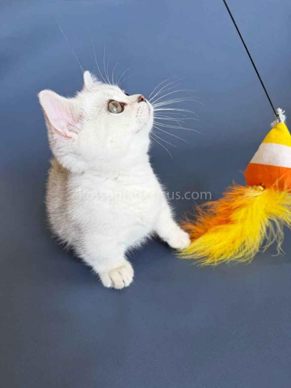 Diamond Silver Shaded Boy Munchkin Short Leg photo 7