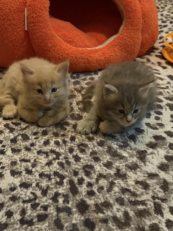 Baby Butterscotch photo 3
