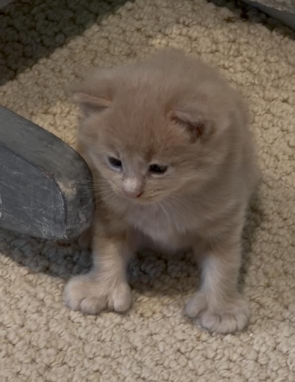 Baby Butterscotch photo 5