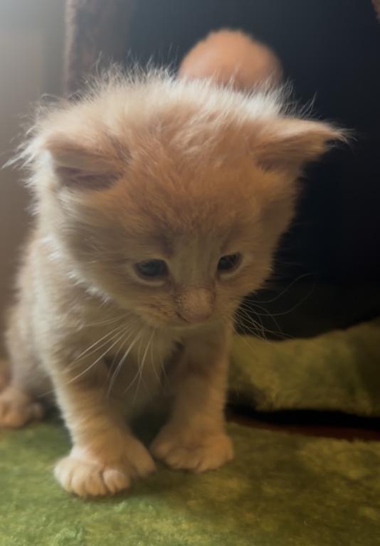 Baby Butterscotch photo 4