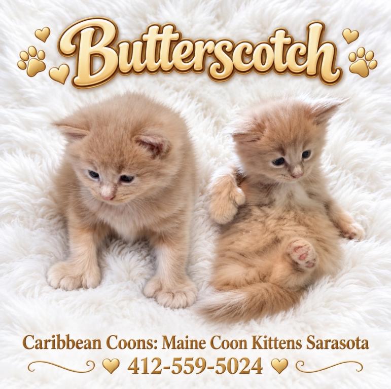 Baby Butterscotch photo 1
