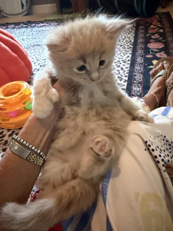 Baby Butterscotch photo 2