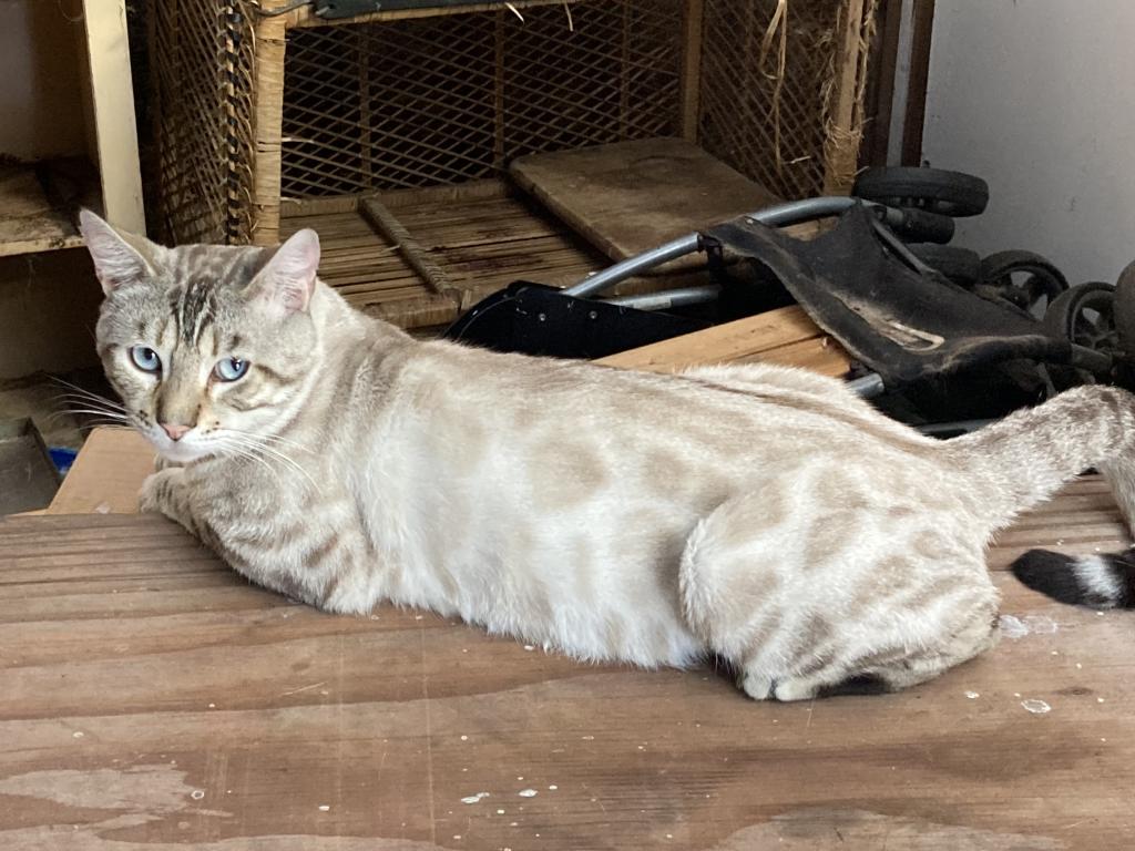 Scottish Bengal Cross photo 28