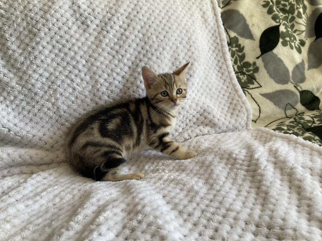 Scottish Bengal Cross photo 17