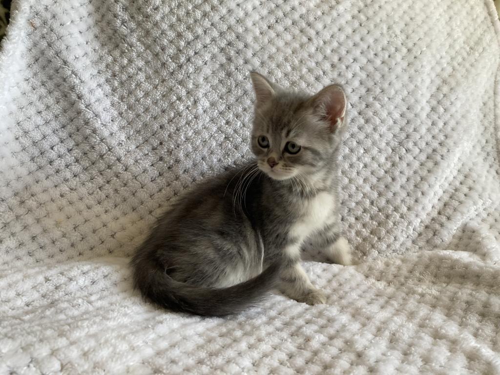 Scottish Bengal Cross photo 8