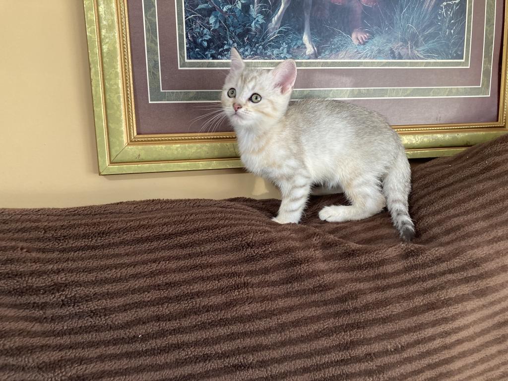 Scottish Bengal Cross photo 12
