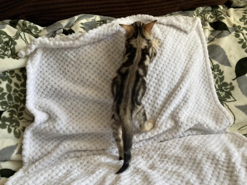 Scottish Bengal Cross photo 20