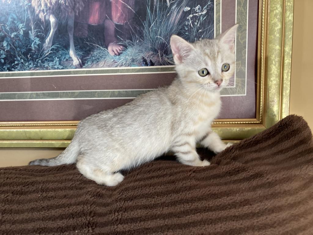 Scottish Bengal Cross photo 14