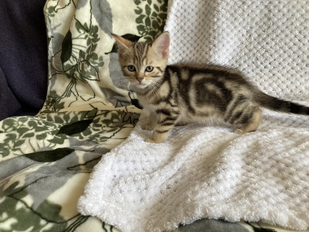 Scottish Bengal Cross photo 22