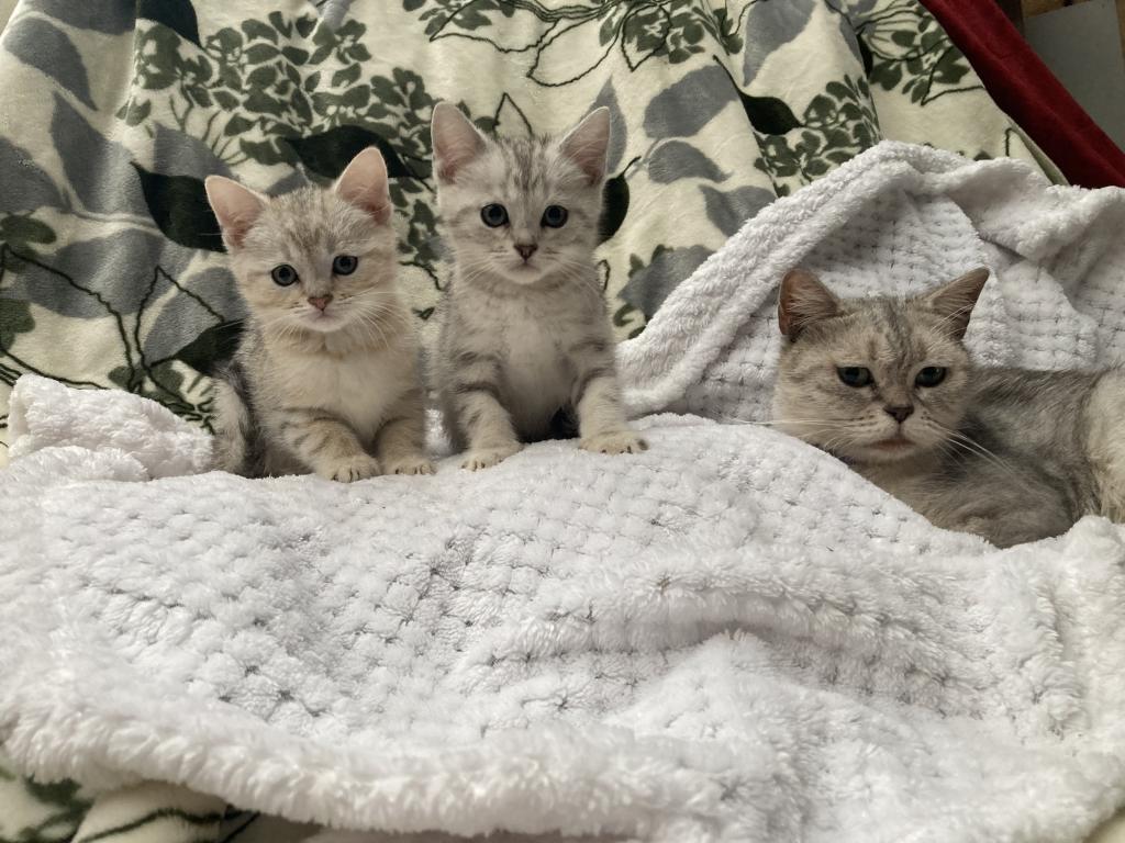 Scottish Bengal Cross photo 2