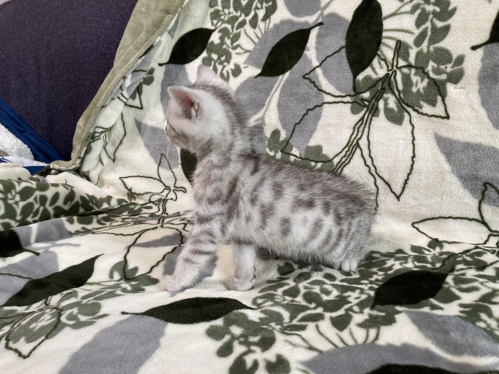 Scottish Bengal Cross photo 32
