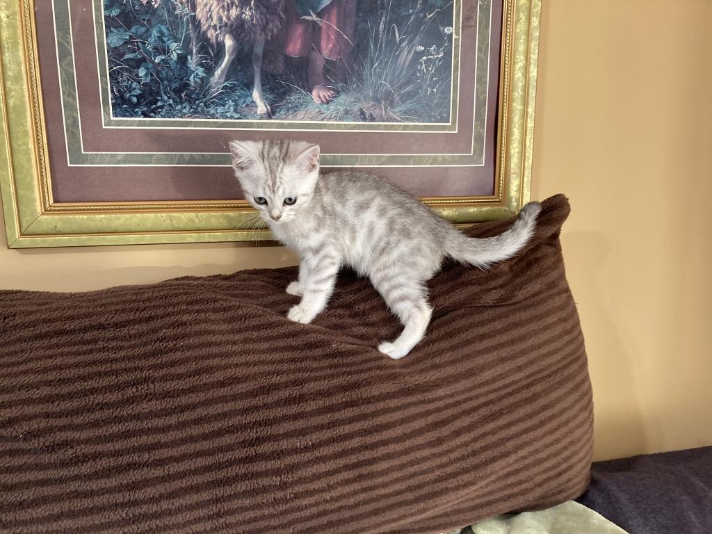 Scottish Bengal Cross photo 25