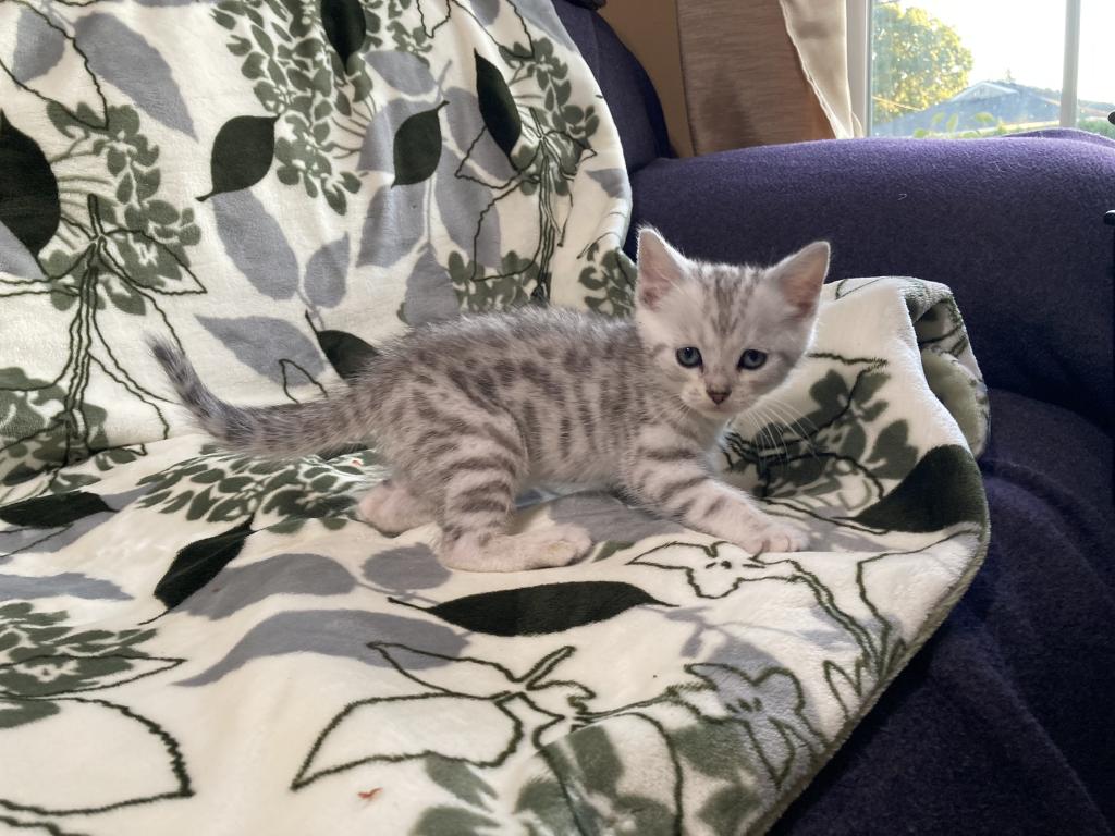 Scottish Bengal Cross photo 1