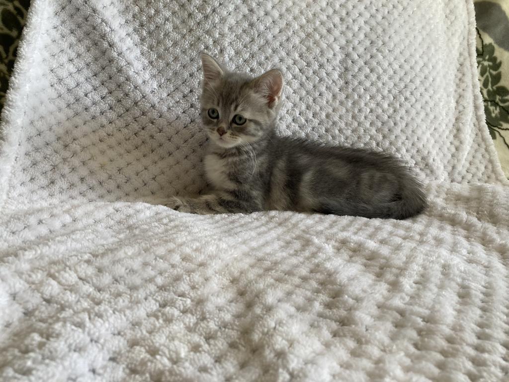 Scottish Bengal Cross photo 9