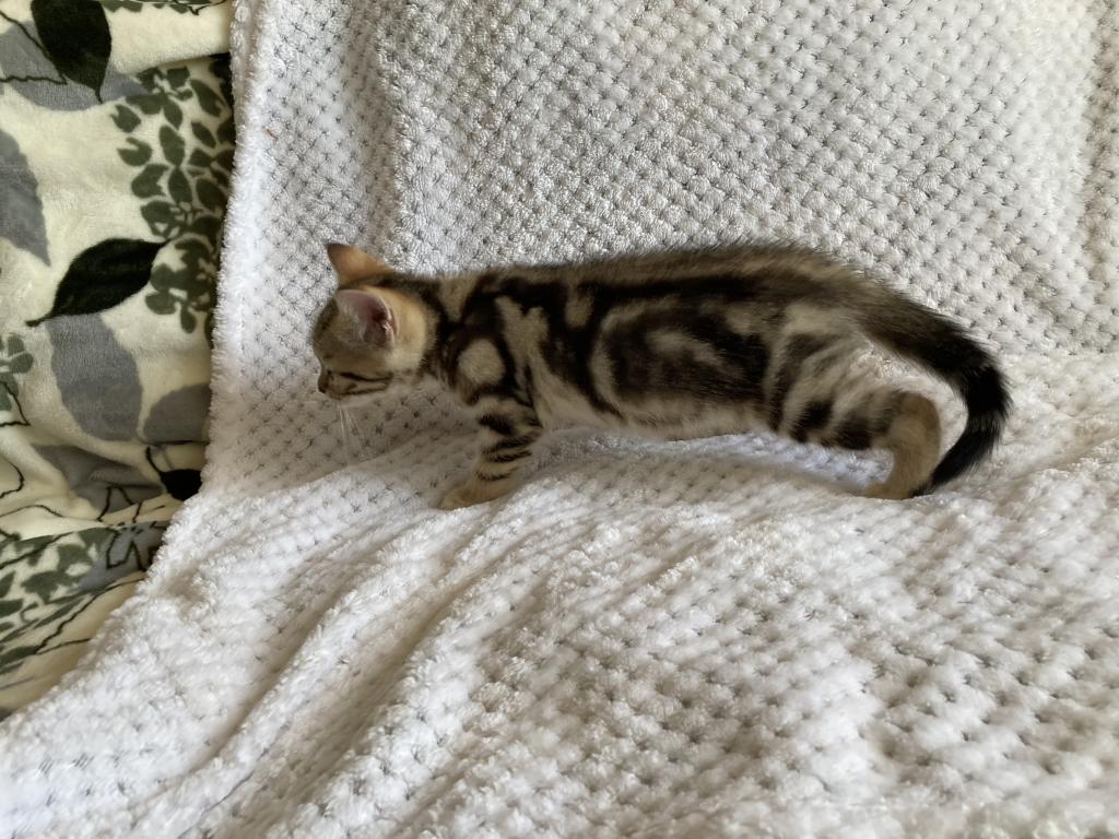 Scottish Bengal Cross photo 21